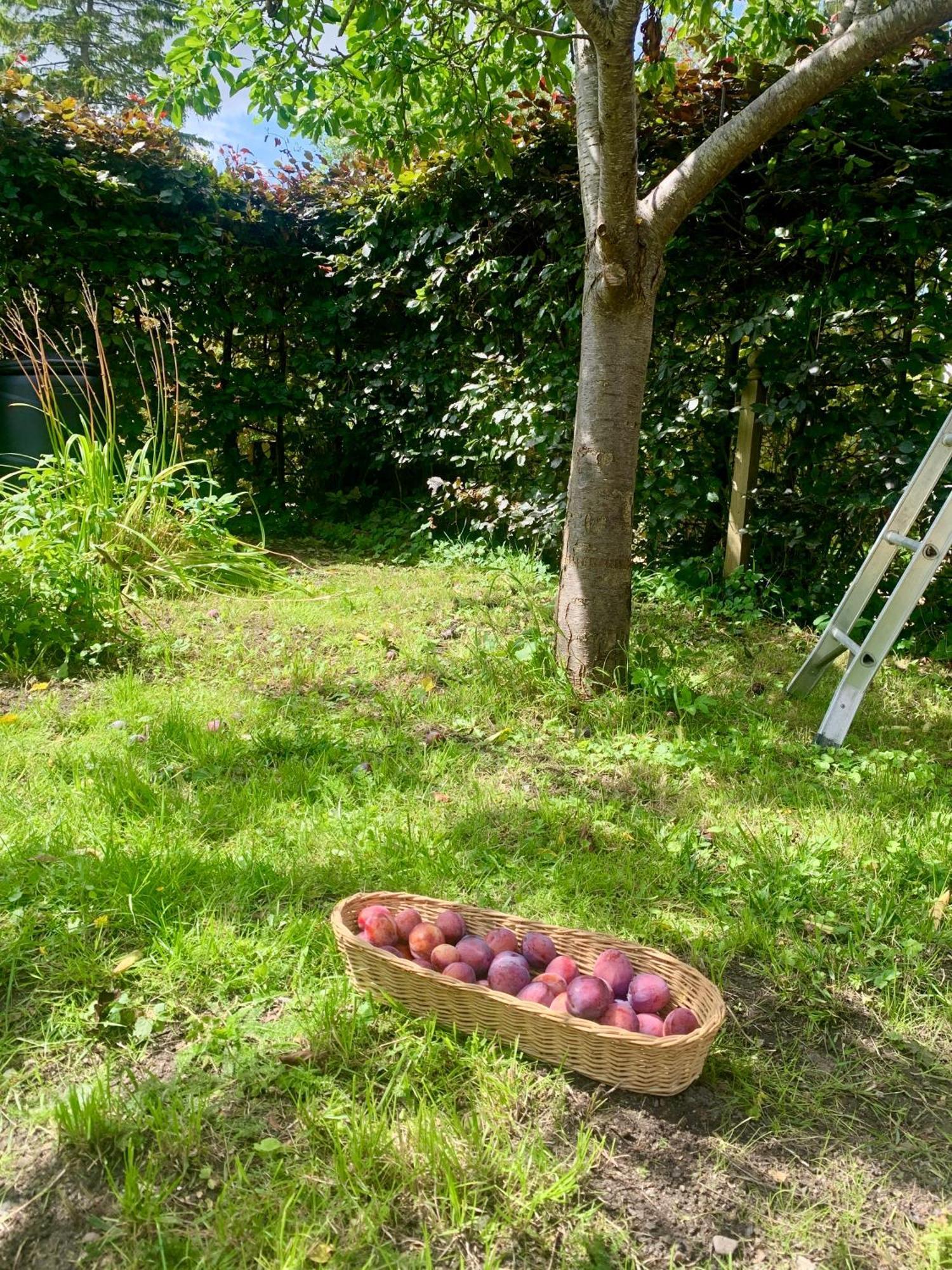 The Little Orchard Villa Watlington  Dış mekan fotoğraf